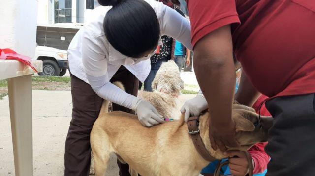 Vacunación contra la rabia llegó a unas 49 mil mascotas en Tarija