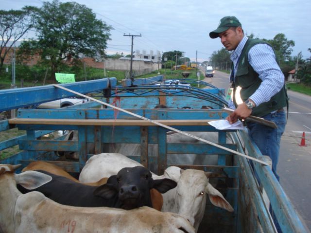 Senasag controla zonas fronterizas y garantiza abastecimiento de carne de res