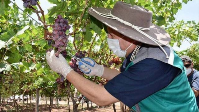 Corte de Racimo da inicio a la Vendimia Chaqueña 2021