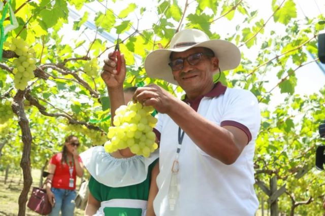 Los productores de uva dan inicio a la Vendimia Chaqueña 