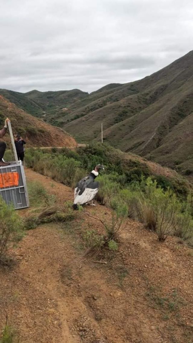 Cóndor envenenado en Tarija fue devuelto a su hábitat tras su recuperación
