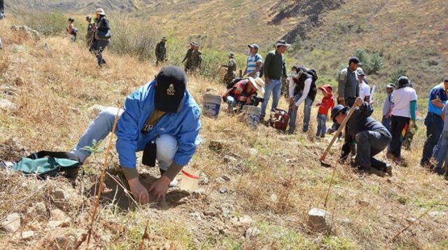 Gestionan proyecto para reforestar Sama con 500 mil plantines nativos
