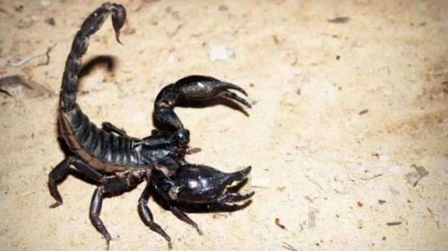 Tres muertos por una marabunta de escorpiones en Egipto