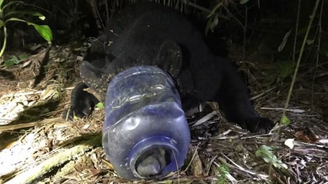 Liberan a una osa que deambuló con un recipiente de plástico atascado en la cabeza durante 28 días por Florida (VIDEO)