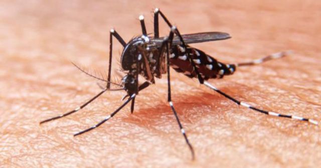 Dengue causa estragos en Nueva Delhi
