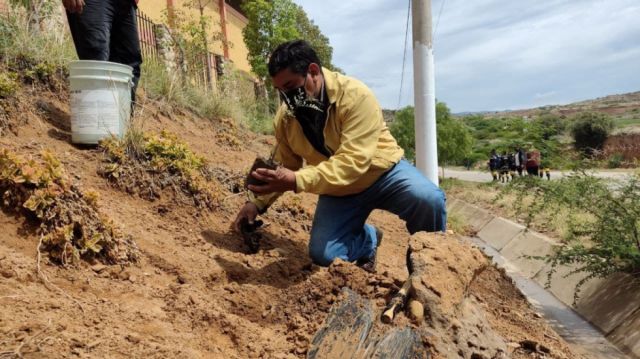 TRabajos de reforestación