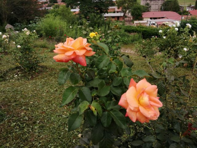 Jardines de Tarija