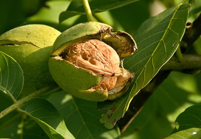 Productores buscan ampliar el cultivo de nogal en Tarija 