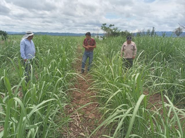 El Iniaf proyecta mejorar el cultivo de caña en Bermejo