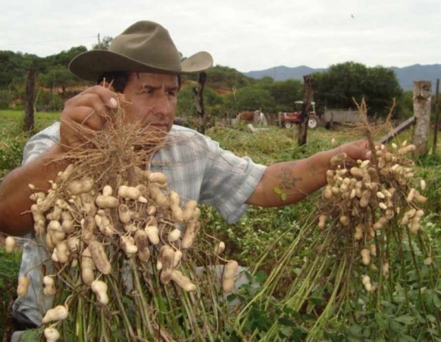 El contrabando provoca caída del precio del maní del Chaco 