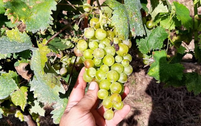Viticultores de Tarija prevén ventas de $us 20 MM en la Vendimia