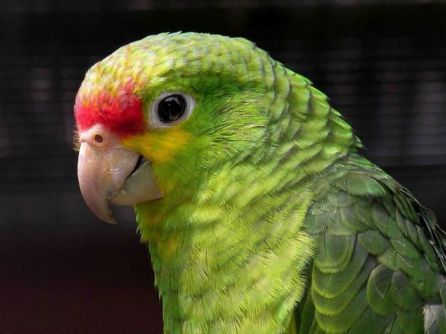 Psitacosis: la ‘fiebre del loro’ que se transmite a los humanos