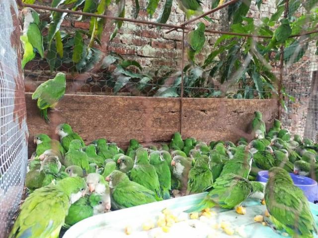 Yacuiba: Codefauna rescata a 150 “catitas” de ser vendidas 