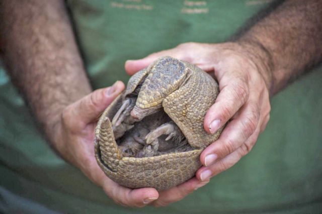 El Chaco planea un centro de custodia  de fauna silvestres