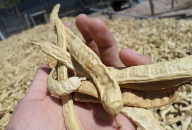 Weenhayek procesaron mil kilos  de harina de algarrobo en 2021