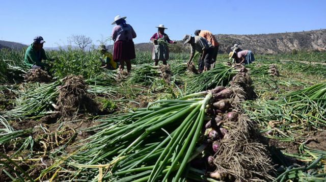 Productores buscan mercado para 1.6 MM de quintales de cebolla 