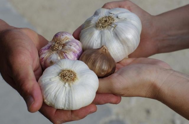 El Covid sube en 30 por ciento  la producción de ajo en Tarija  
