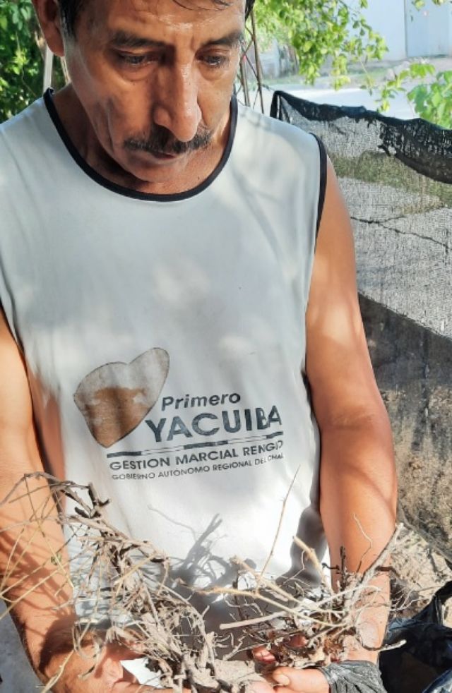 Chaqueños recurren a la medicina  tradicional para combatir el Covid 