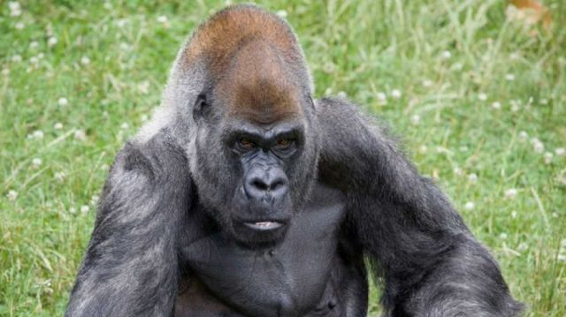 Ozzie, el gorila macho más viejo del mundo, muere a los 61 años en un zoológico de Estados Unidos