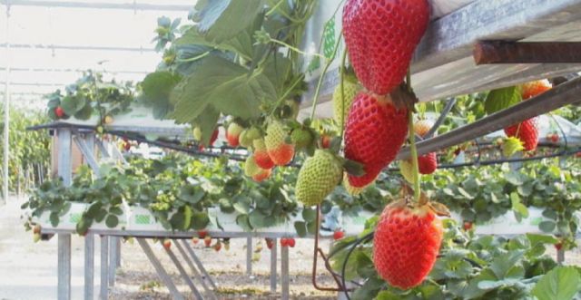 Entregan 200 mil plantines de frutilla a 23 comunidades de Tarija