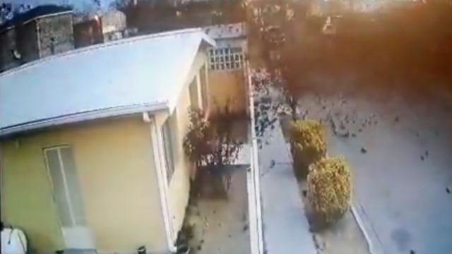 Un centenar de aves muere en pleno vuelo en el norte de México (Videos)