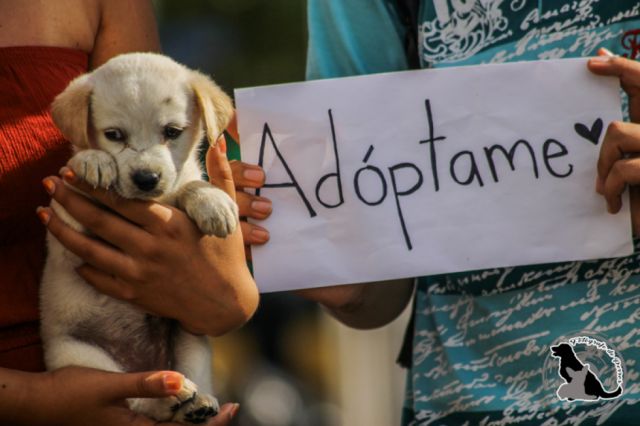 Campaña de adopción busca una segunda oportunidad para más de 20 canes abandonados en Tarija