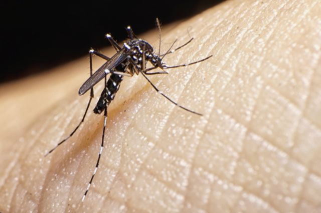 Aumentan los casos de dengue en Brasil