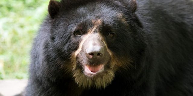 Destacan al jukumari en el Día Internacional de los osos