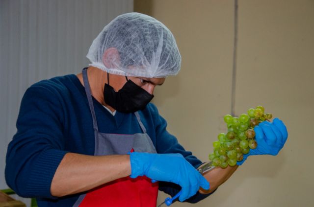 Alcaldía de Tarija almacenará 30 toneladas de uva en cámaras de frío 