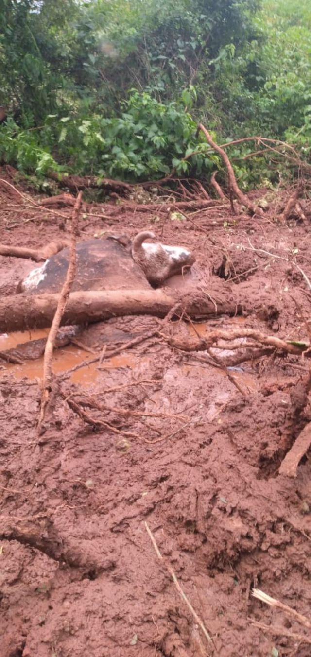 Ganado afectado por las lluvias 