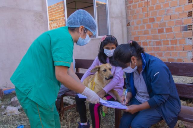 Alcaldía intensifica campaña para esterilización canina en Tarija