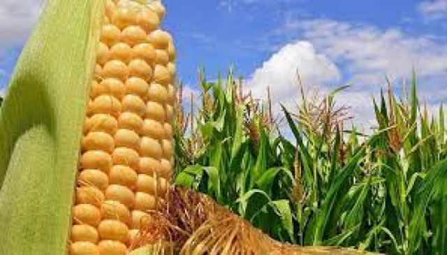 Gobierno emite decreto para regular exportaciones de maíz, sorgo y azúcar