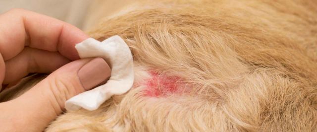Confirman casos positivos de leishmaniasis en canes de Villa Montes