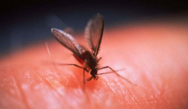 Detectan un nuevo caso de leishmaniasis en Villa Montes