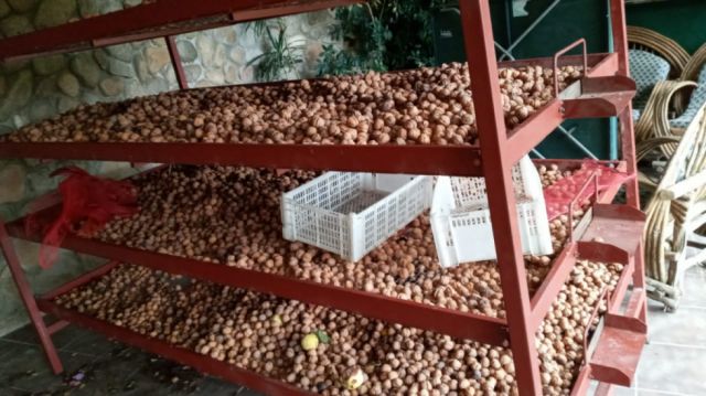 Se cosecharon 15 kilogramos de nueces.