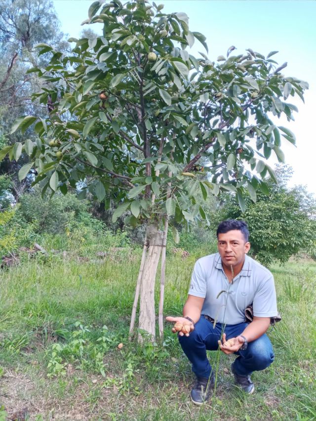 NogaSur realizó su cosecha anual de nueces