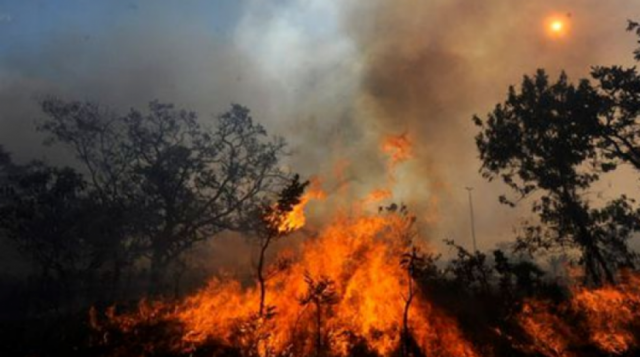 Los bosques del Amazonas van desapareciendo por el agronegocio, incendios y actividades extractivas