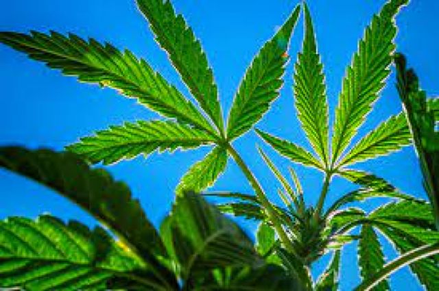 Cámara Baja del Congreso de EEUU aprueba despenalizar la marihuana
