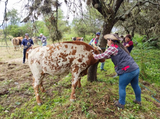 Alcaldía de Tarija desparasitó y dotó de vitaminas para 3.464 cabezas de ganado 