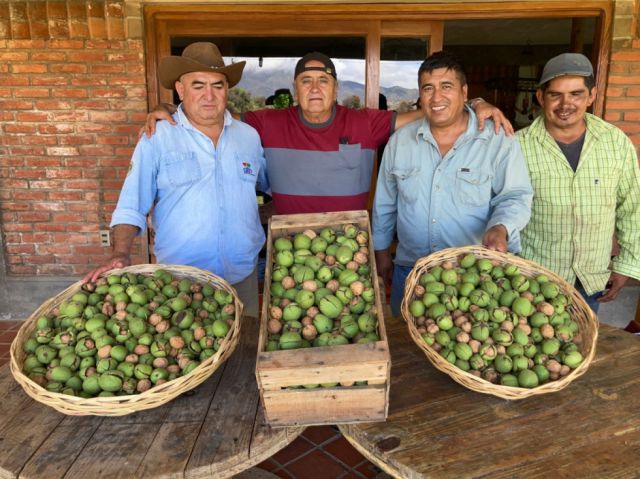 El cultivo de nuevas variedades de nogal se afianza en Tarija