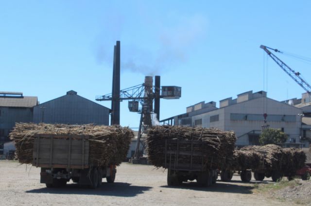 Cañeros preocupados por el inicio de la zafra