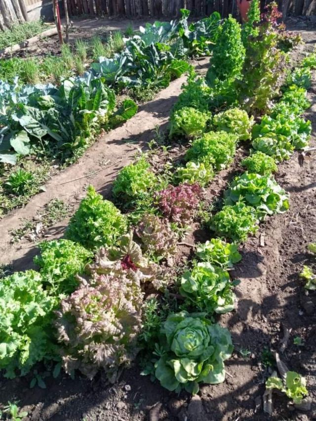 Producción agroecológica, los insumos de la cocina