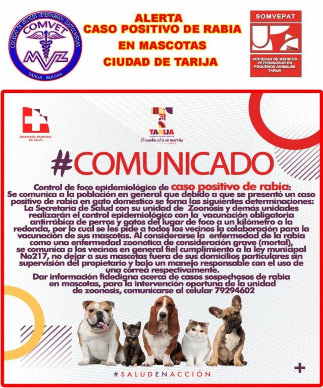 Confirman el primer caso de rabia felina en Tarija