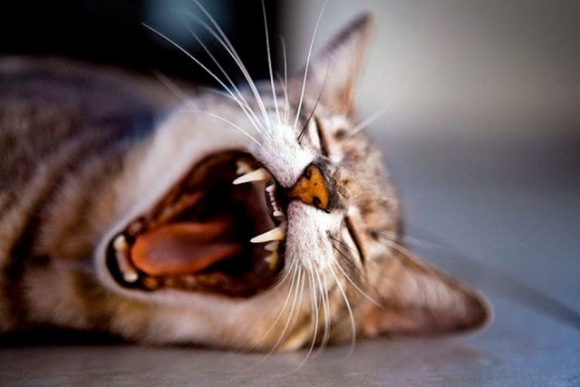 Detectan dos nuevos casos de rabia felina en Tarija