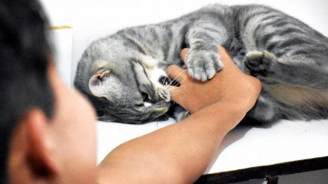 ¿Cómo saber si un gato tiene la Rabia?, síntomas y prevención
