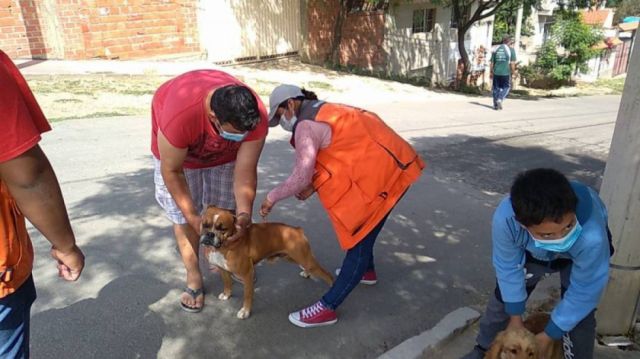 Tarija: En una semana detectan 3 casos de rabia en gatos 