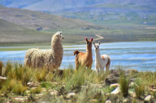 Las heladas dejan sin forraje al ganado de la zona alta de Tarija