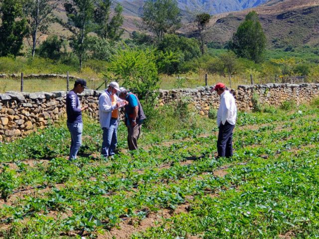 Alcaldía intensifica el cultivo de frutilla en 22 comunidades de Tarija 