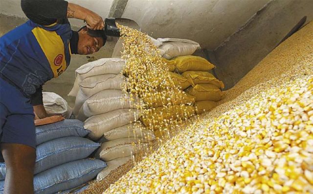 Agrícolas sin estrategia para enfrentar la crisis alimentaria