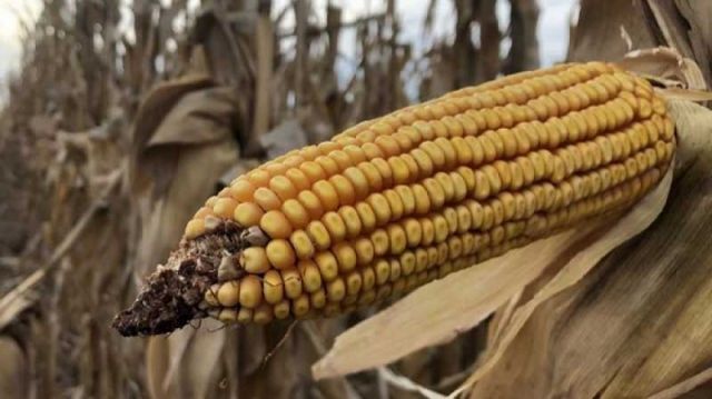 Tarija: Agricultores piden apoyo del Gobierno para sembrar maíz
